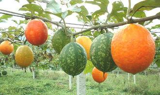 宝宝吃吊瓜视频,萌趣瞬间捕捉