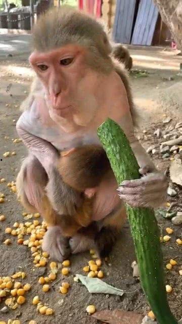 续写猴子吃瓜,一场欢乐的夏日盛宴