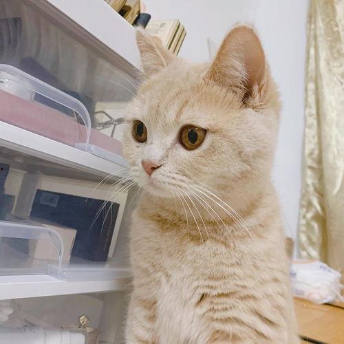 猫舍吃瓜,揭秘猫咪们的欢乐时光