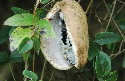 以前的八月瓜怎么吃,传统与现代的完美融合