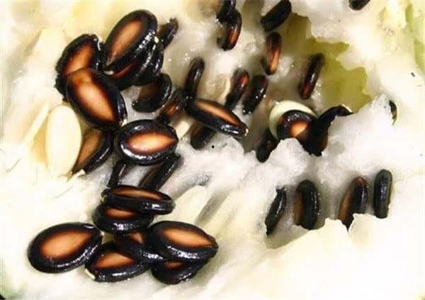 小籽瓜吃,探索自然与成长的奥秘